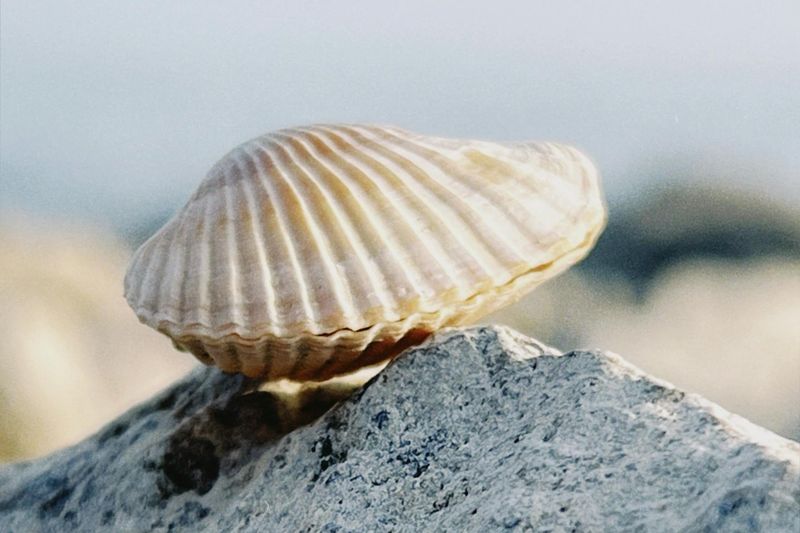 La pêche à pied